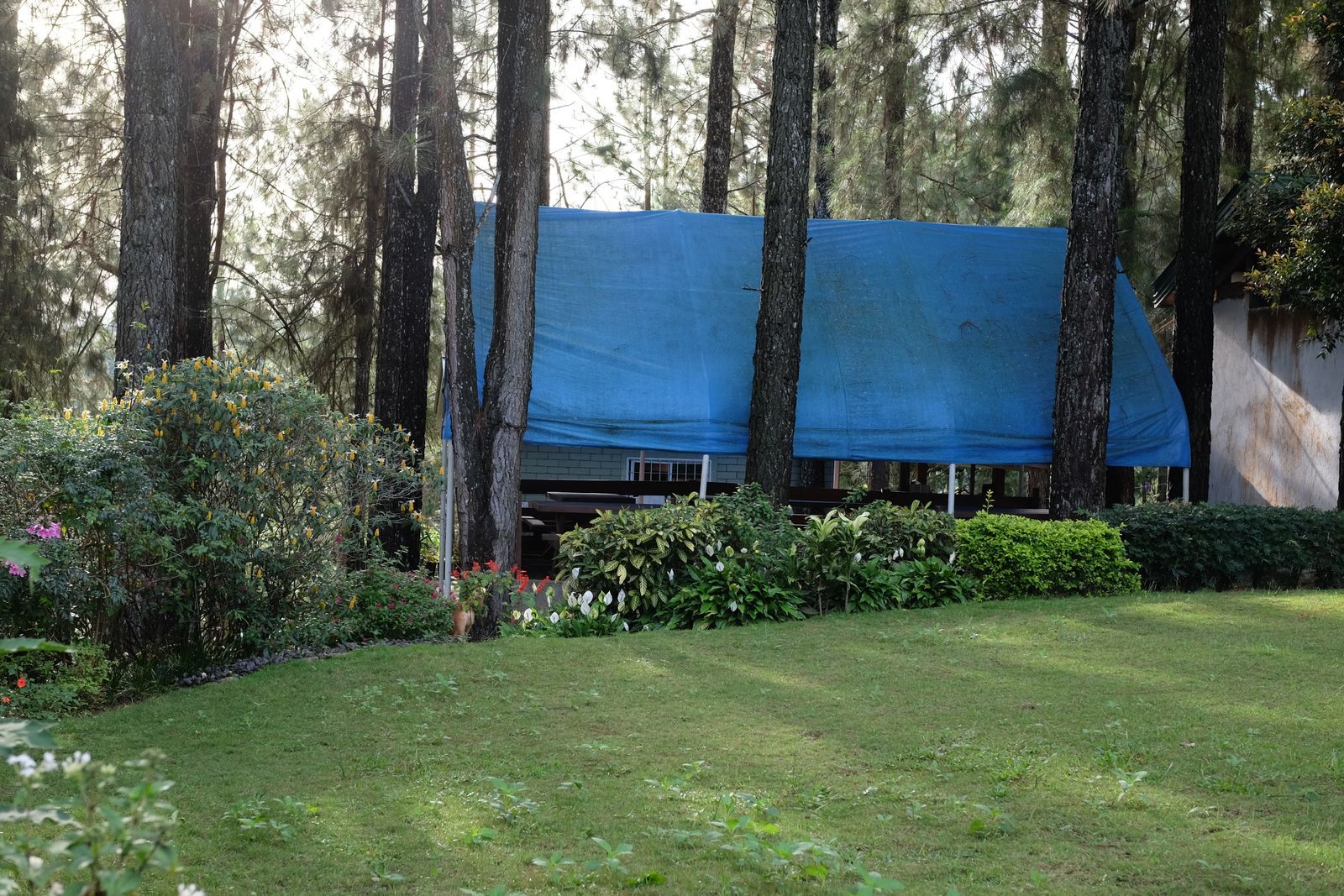 An emergency shelter made of blue tarpaulin stretched between the trees in the forest